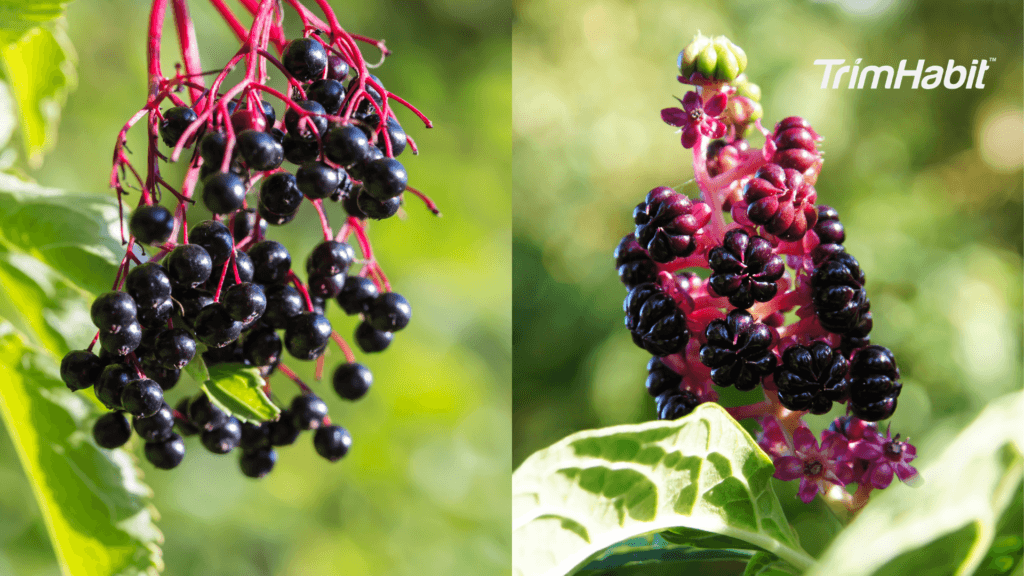 Elderberry vs Pokeberry Health Benefits